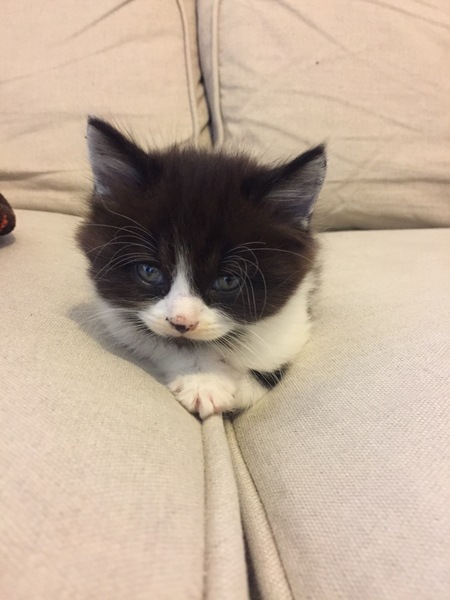 New kitten