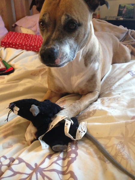 Would you recommend your dog breed to anyone?