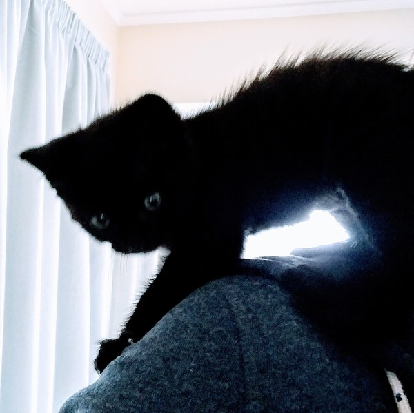 Help me name our black kitten