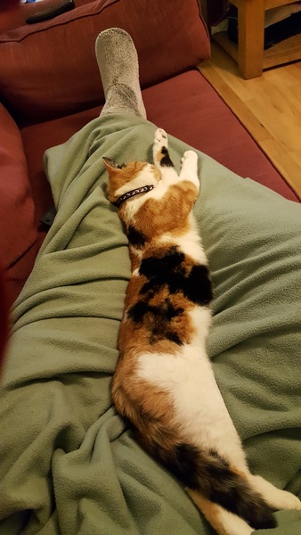 New rescue cat a biter.