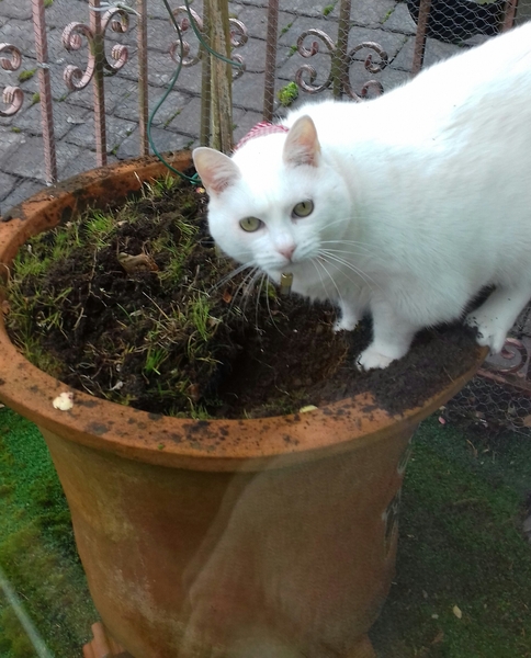 What's your DCat up to today? Episode 6, Return of the... Cats?