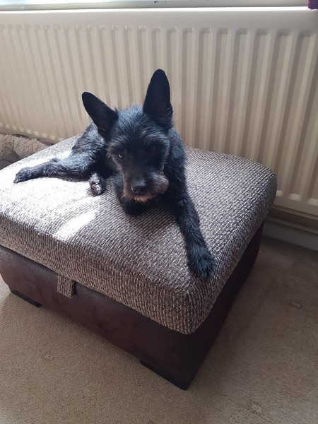 Would you recommend your dog breed to anyone?