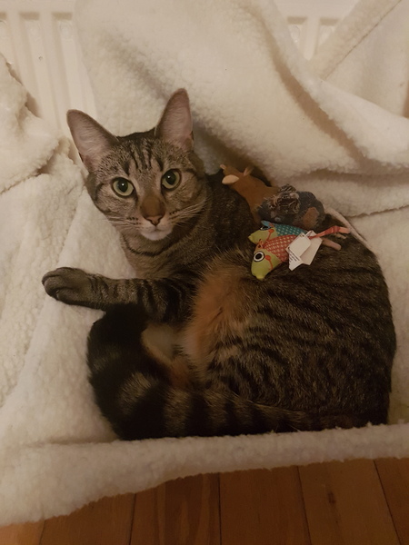 What's your DCat up to today? Episode 6, Return of the... Cats?