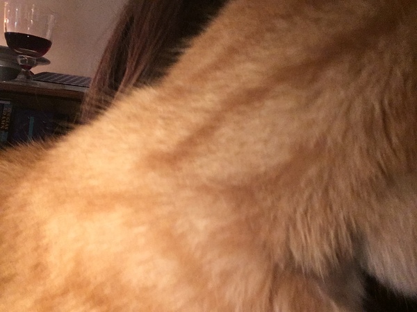 To not want the cat on my lap?