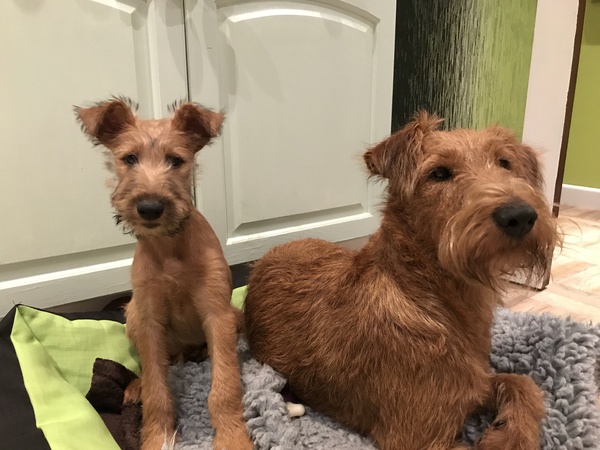 Help me plan next puppy!