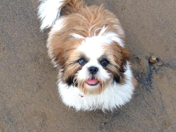 Someone remind me how hard it is having a puppy before I leap in again!