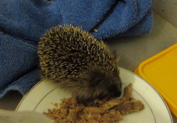 Remember remember it's frugal November