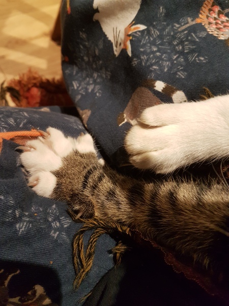 Collective noun for all 4 paws together - delicious photo