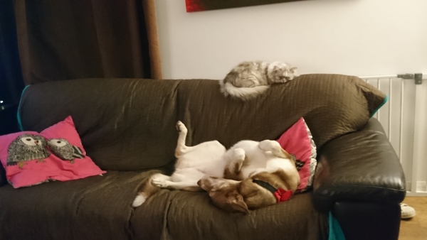 What are your dog's strange little foibles?