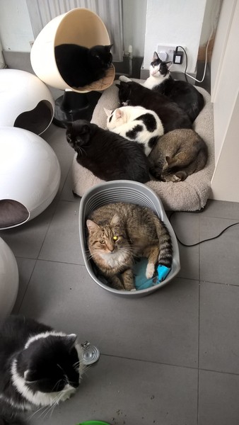 It would be silly to have 4 cats isn't it ?