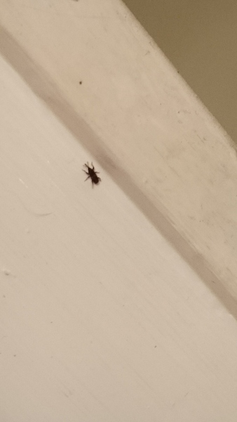 Wtf is this bug?!