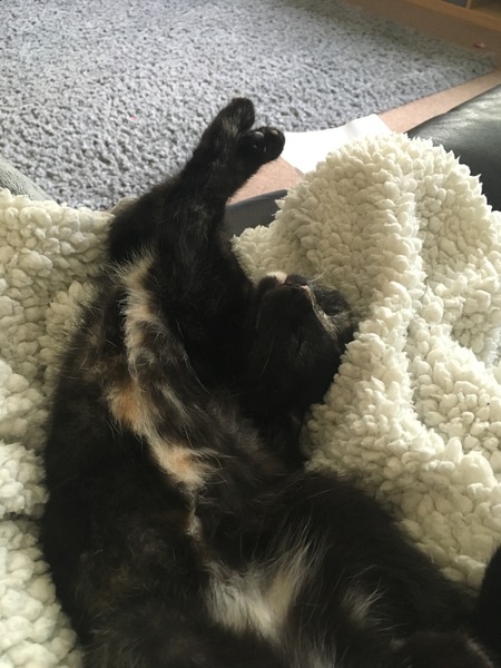 Does having a cat make you lazy?