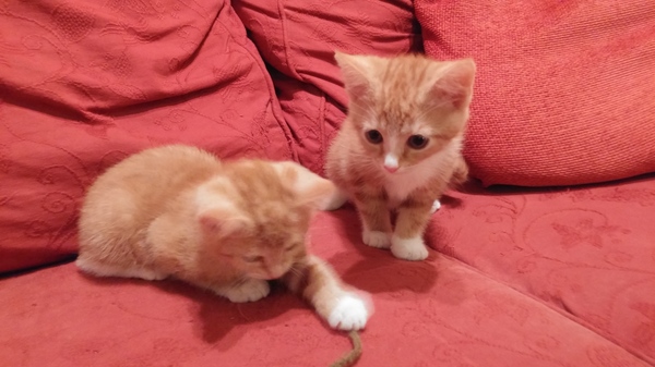 kitten klaxon