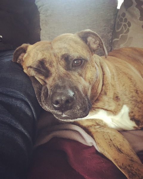 Advice on my dogs behaviour!