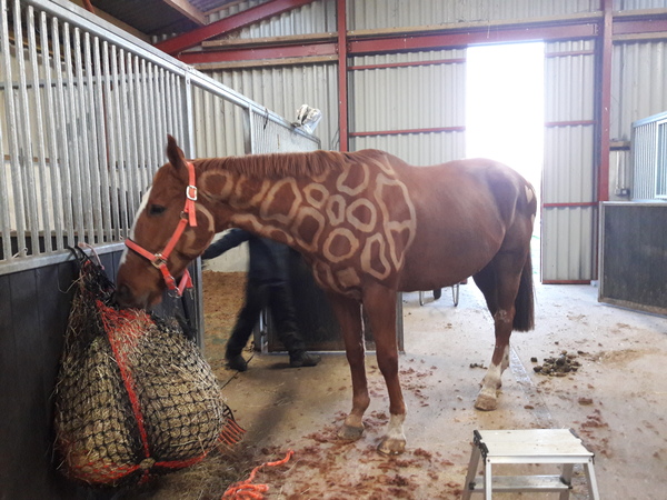 Week 4 - just got to KOKO