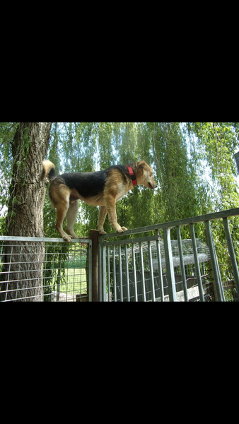 Advice about starting up Kennel business