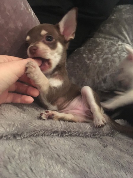 Puppy Survival Thread Part 5!