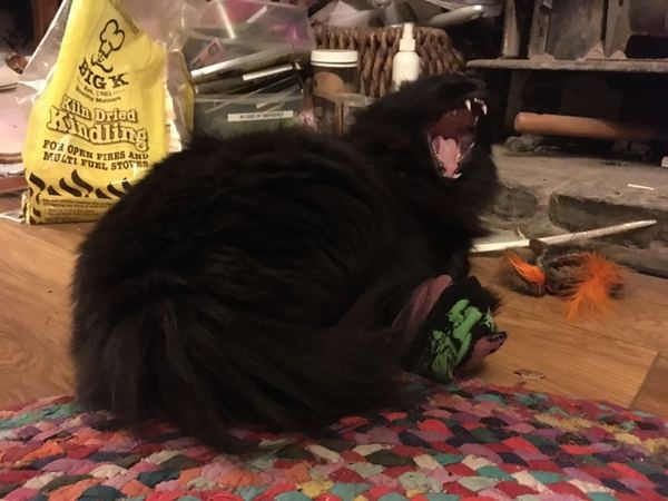 What's your DCat up to today? Episode 6, Return of the... Cats?