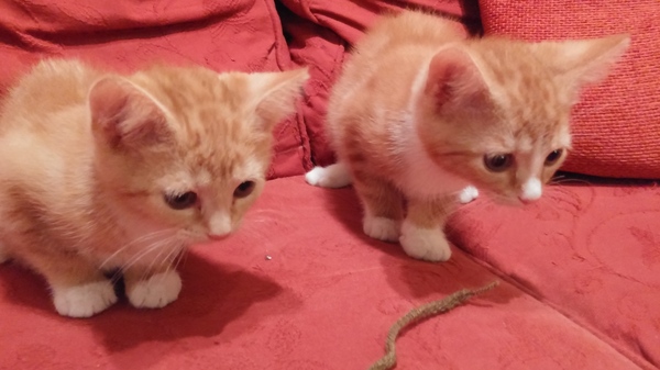 Rehoming unneutered brother and sister