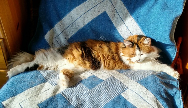 The Life Of Heidi! Adventures of a Durham kitty in Devon.