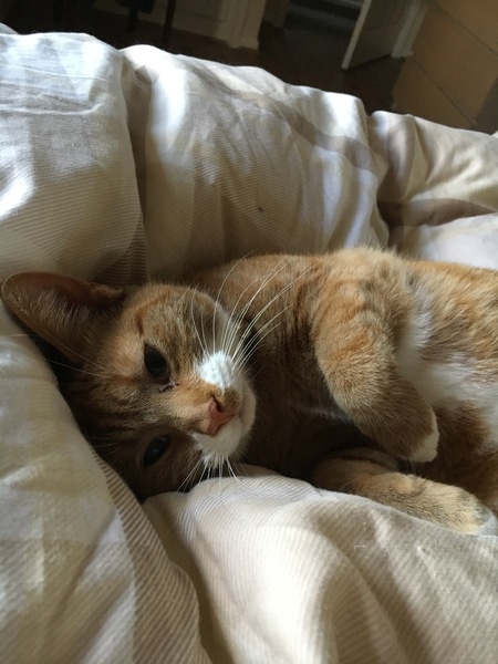 Pawsitive thoughts for Fattycat's heart scan tomorrow.