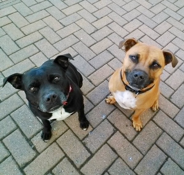 Not to understand why anyone could choose to have those ugly looking dogs?