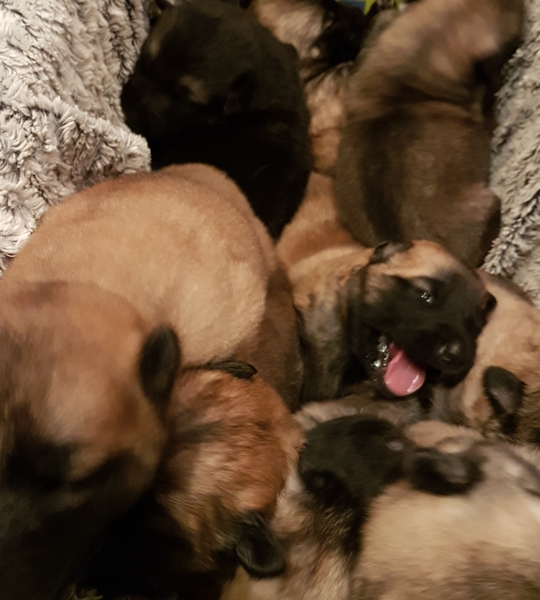 The Brave Babes Battle Bus - Braving The Wine Witch & Her Alcohol Free Autumn