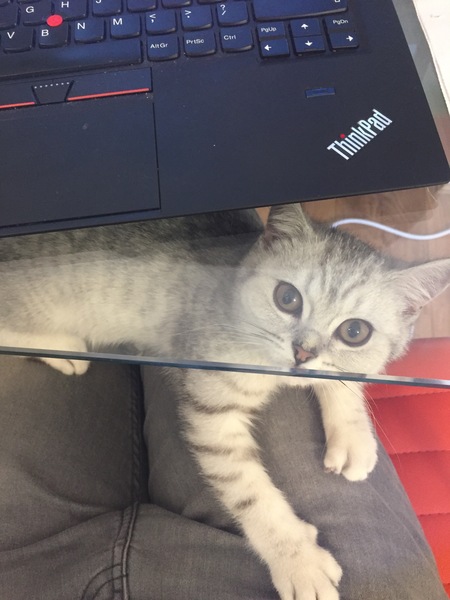 How has your cat changed?