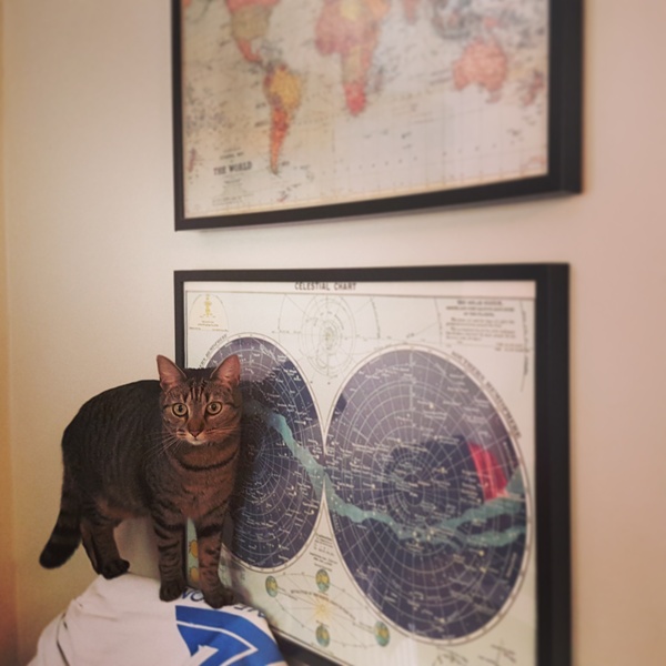 What's your DCat up to today? Episode 6, Return of the... Cats?