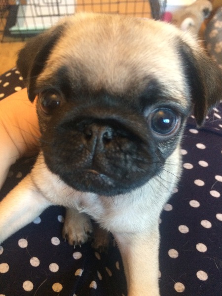 Name my pug!
