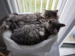 What's your DCat up to today? Episode 6, Return of the... Cats?