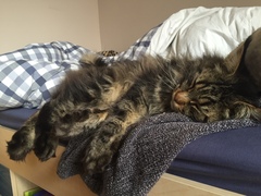 I'm thinking of getting a Maine coon. Would love to hear your experience.