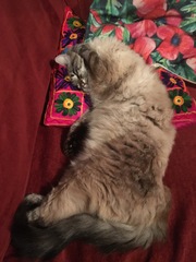 I'm thinking of getting a Maine coon. Would love to hear your experience.