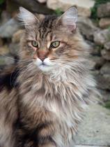 I'm thinking of getting a Maine coon. Would love to hear your experience.