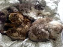 I'm thinking of getting a Maine coon. Would love to hear your experience.