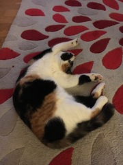 Pawsitive thoughts for Fattycat's heart scan tomorrow.