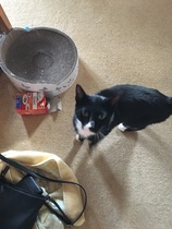 Am I mad to foster two mums with litters?