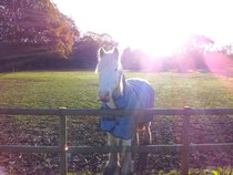 Horse for loan in Bromley/Keston