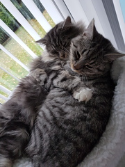 What's your DCat up to today? Episode 6, Return of the... Cats?
