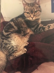 Please can we have a thread for cats no longer with us?