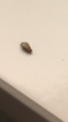Some kind of insect