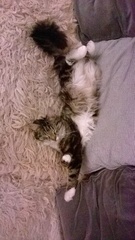 can anyone give this sweet little girl a new home?