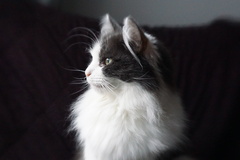 Norwegian mist cats