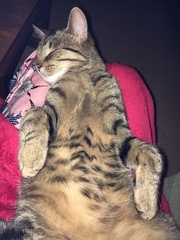 Nothing Nicer than a Contented Cat on your Lap!