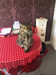 I'm thinking of getting a Maine coon. Would love to hear your experience.