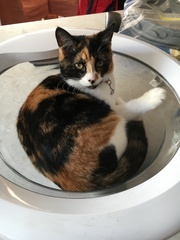Pawsitive thoughts for Fattycat's heart scan tomorrow.