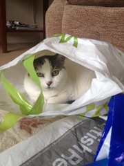 Please can we have a thread for cats no longer with us?