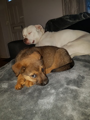 Would you recommend your dog breed to anyone?