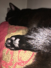 Toe beans..