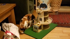 Please help rename our lovely rescue with a silly name.